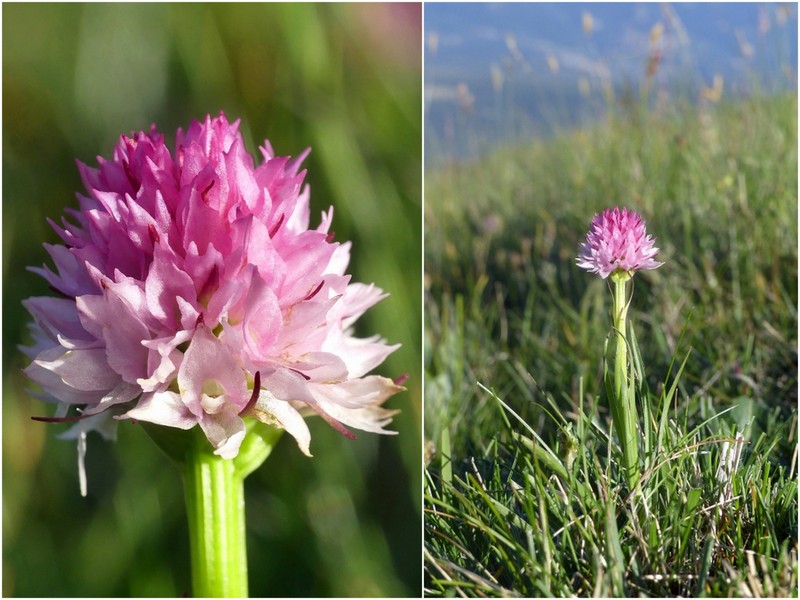 La Nigritella widderi a Pizzo di Sevo e Cima Lepri  -  luglio 2025
